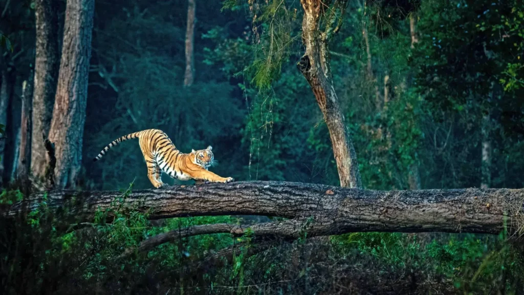 jim corbett thrilling uttarakhand